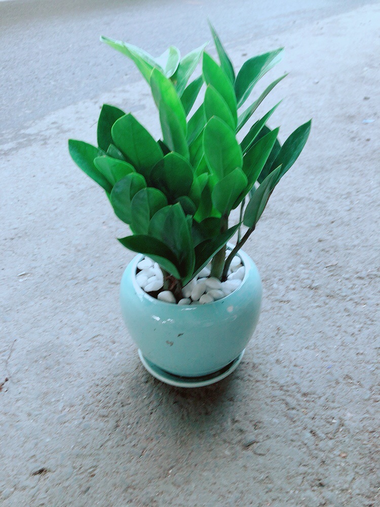 Chậu Kim Tiền Thái
