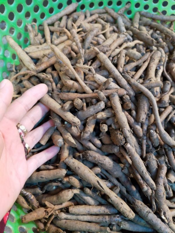 Sâm Cau Đen 1Kg (Sâm Tiên Mao)