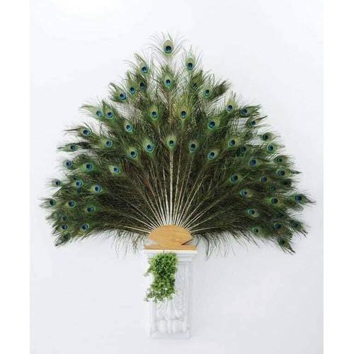 30 Lông công phong thủy Ấn Độ dài 1m