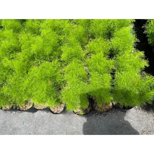 Chậu cây Tùng Nam Mỹ thơm mùi Thì Là