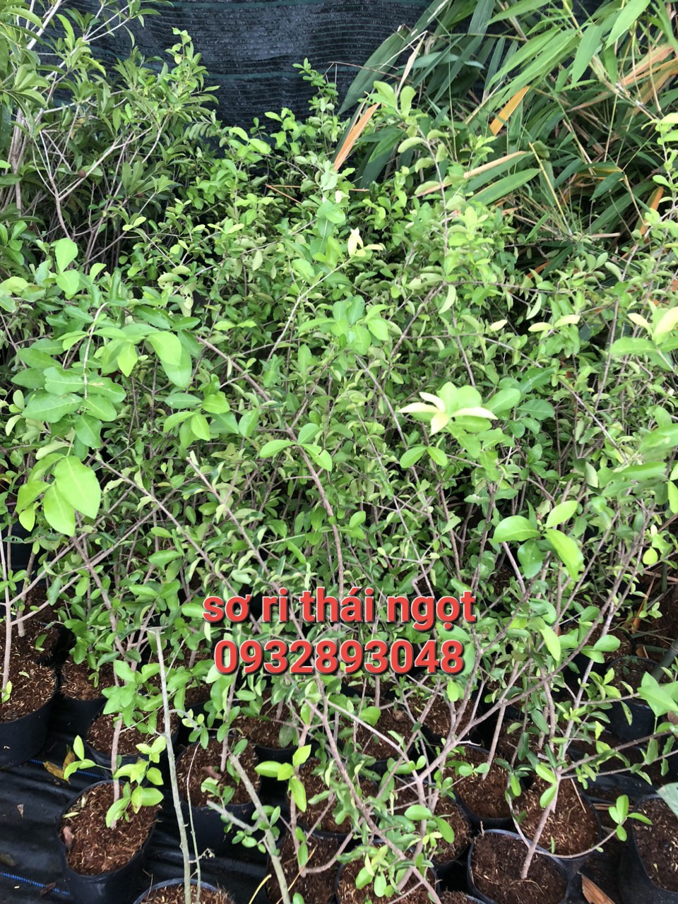 Cây sơri thái ngọt cây cao trên 1m,vô chậu lớn