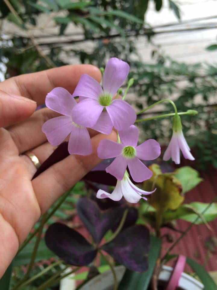 combo 10 củ hoa bướm đêm