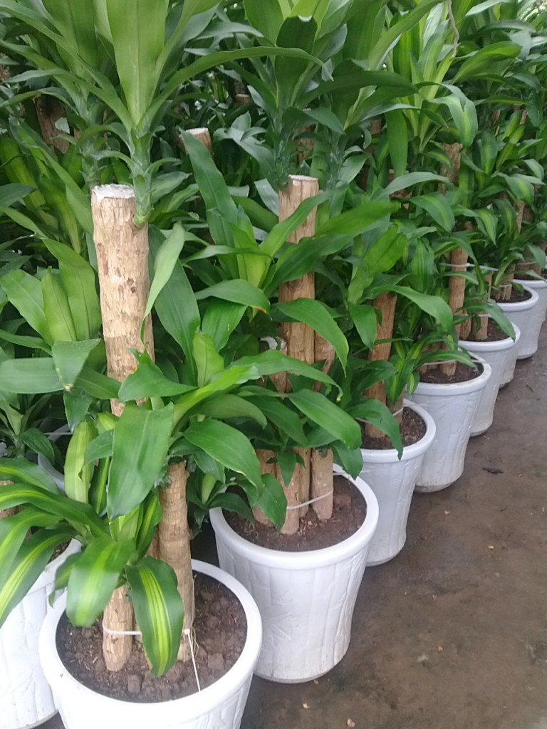 CHẬU CÂY THIẾT MỘC LAN GÉP 3 THÂN