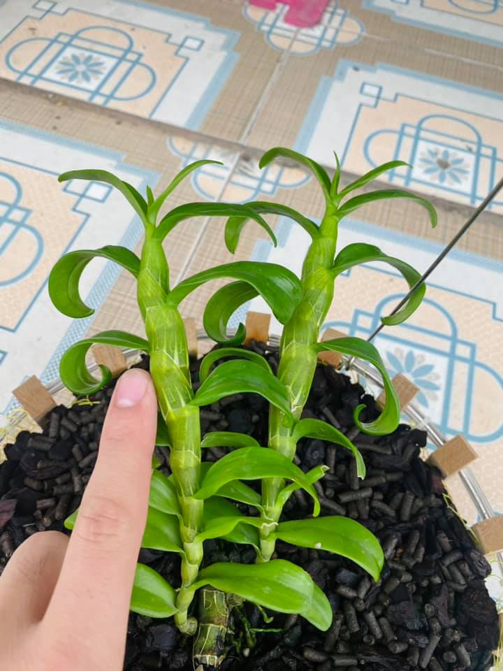 Lan phi điệp 5 cánh trắng bạch tuyết mô