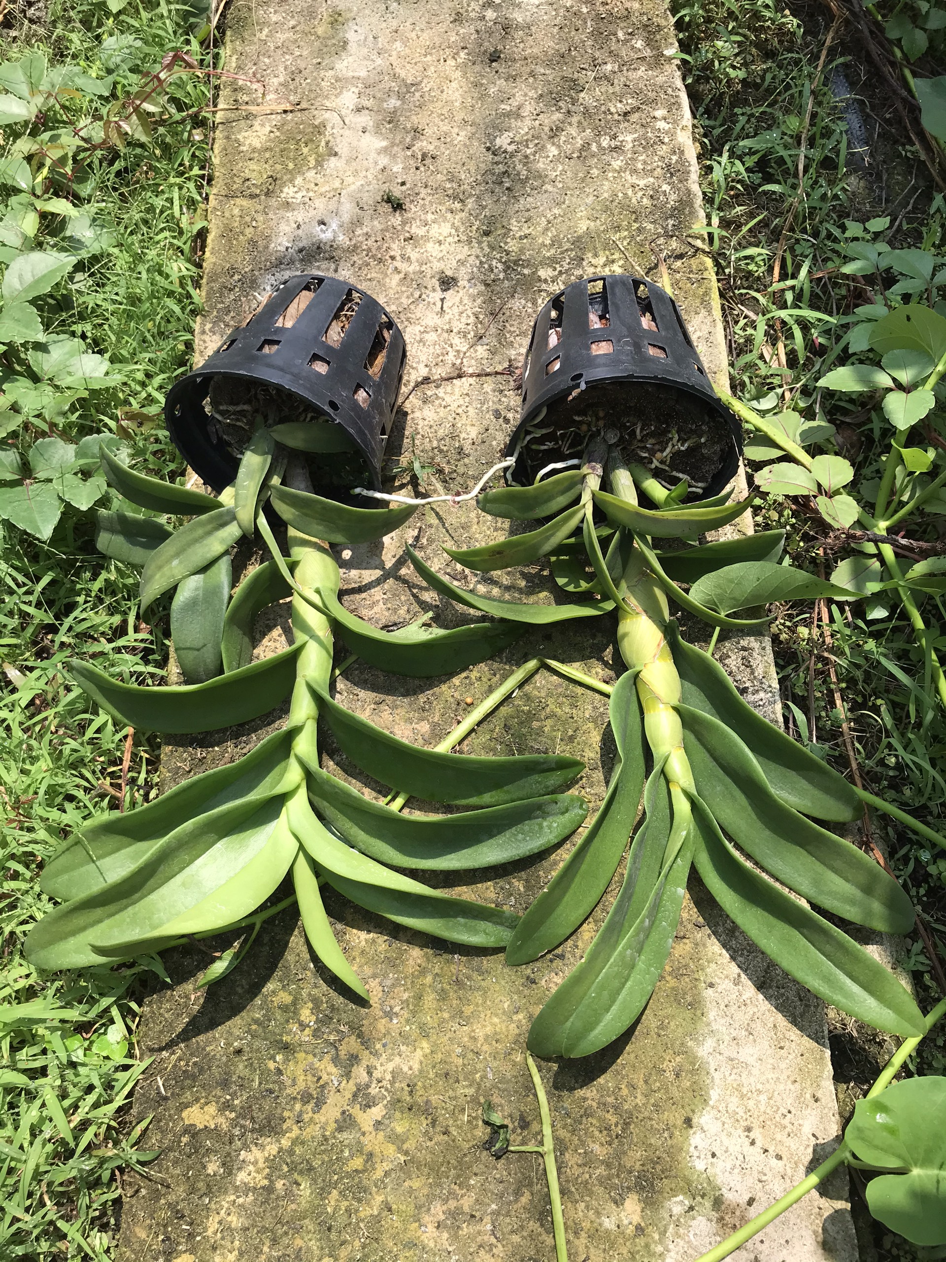 Denro Pensuda chuối
