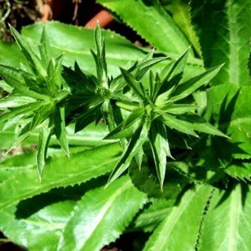 Hạt Giống Mùi Tàu ( Ngò Gai ). Túi 20 Gram - Chất Lượng Cao - Giá Khuyến Mại - Kèm Quà Tặng