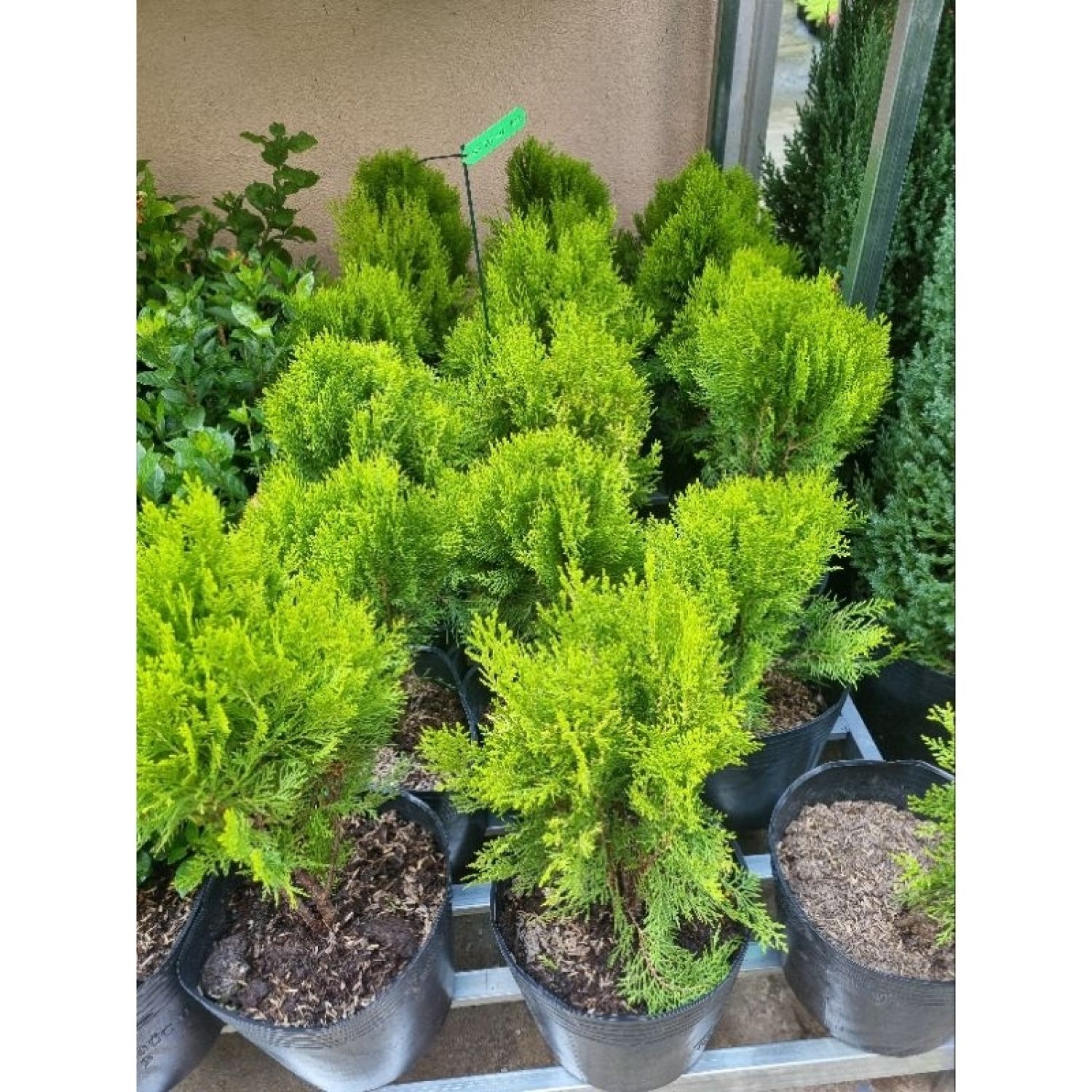 Cây trắc bách diệp