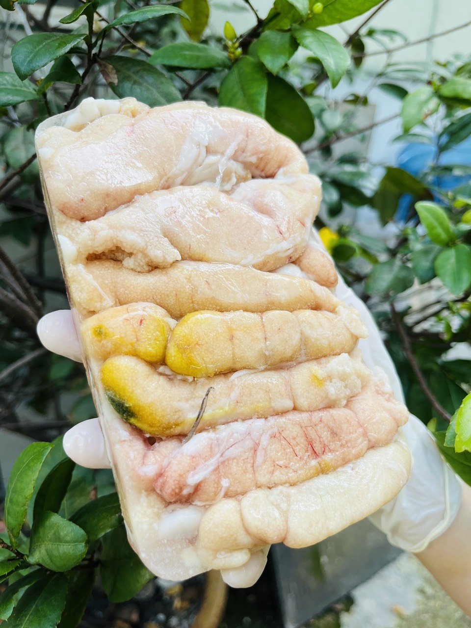 [GIAO NHANH 2H HCM] Giá Sỉ 1KG Trứng cá lóc