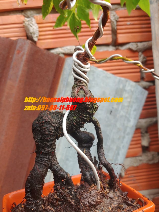 cây khế bonsai mini