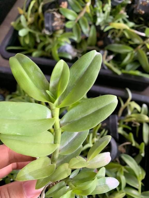 lan phi điệp 5 cánh trắng Phú Thọ cây giống 7 -10cm