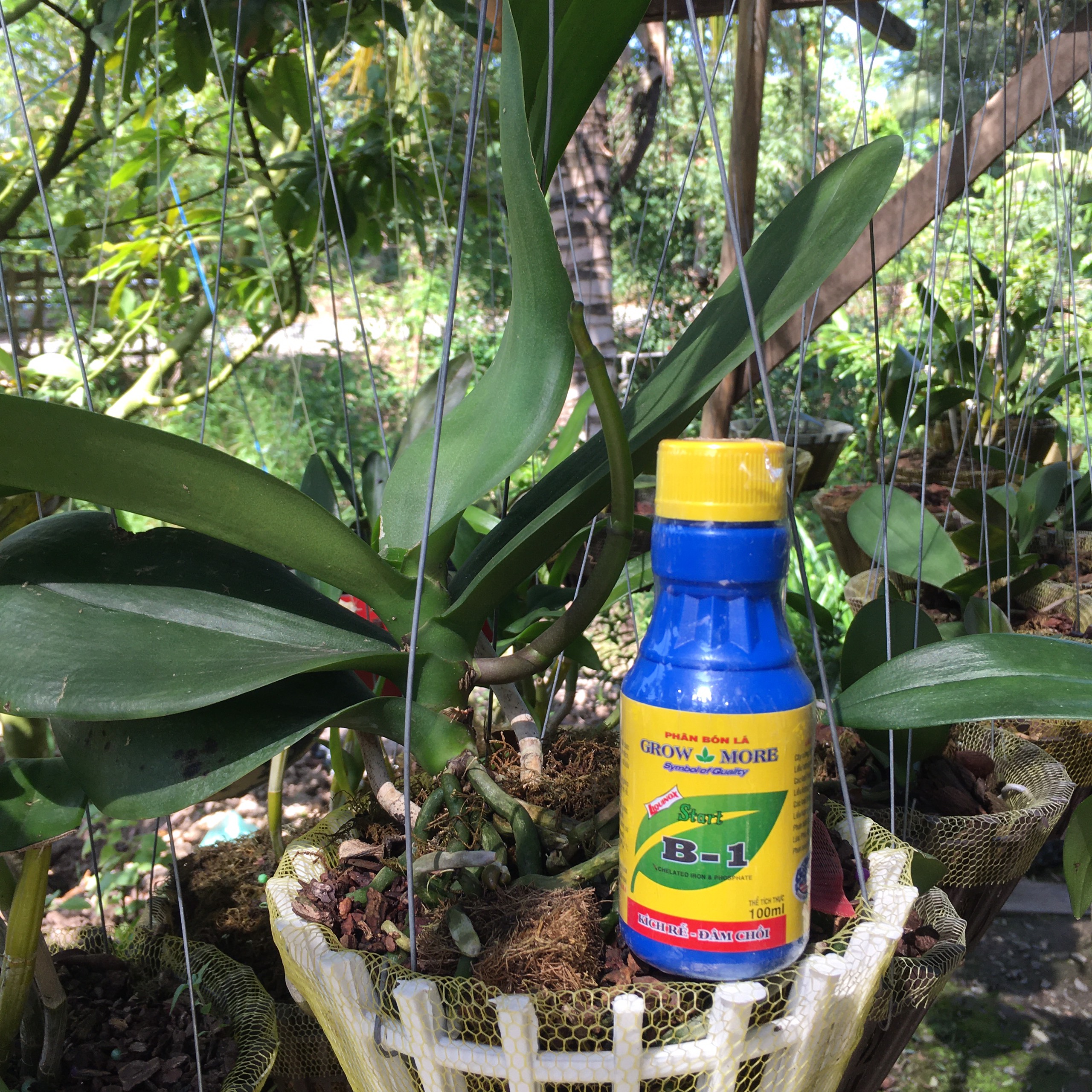 PHÂN BÓN LÁ VITAMIN B1 GROW MORE (100ml)
