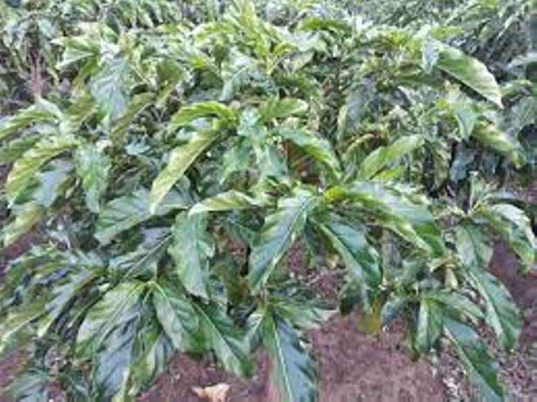 Lá nhàu tươi - gói 1kg