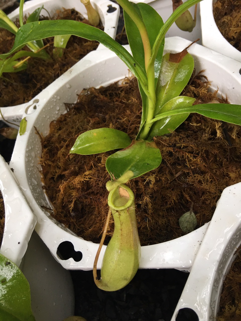 Chậu cây nắp ấm bắt côn trùng - Cây bắt mồi - Nepenthes mirabilis