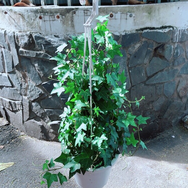 [HCM]Chậu Cây Thường Xuân
