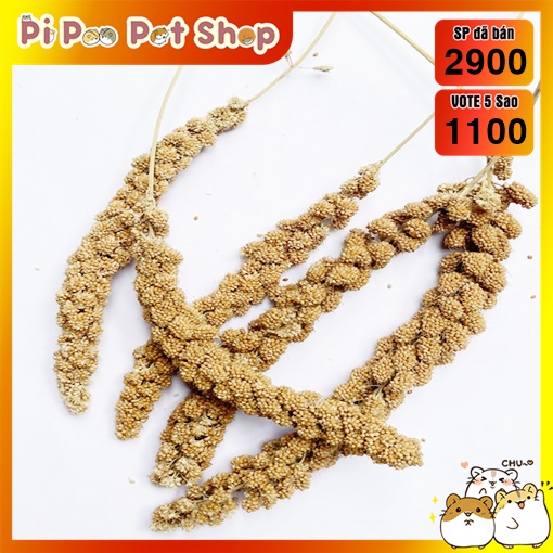 Kê chùm/ kê sợi cho hamster