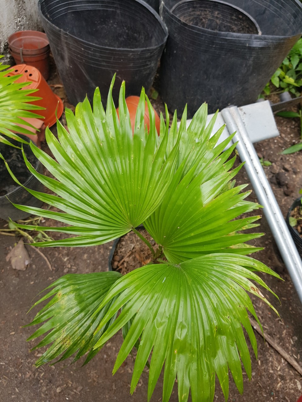 combo cau tiểu trâm và cọ kiểng