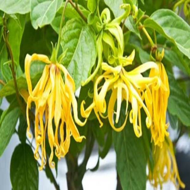 CÂY GIỐNG HOA HOÀNG LAN (NGỌC LAN TÂY, NGỌC LAN VÀNG)