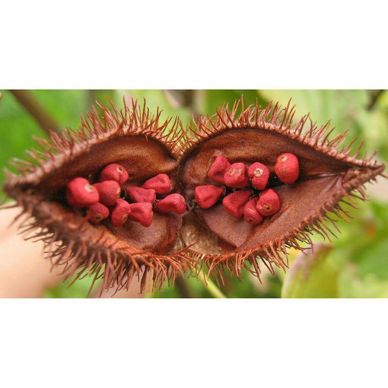 Hạt Điều Đỏ Túi 1kg.