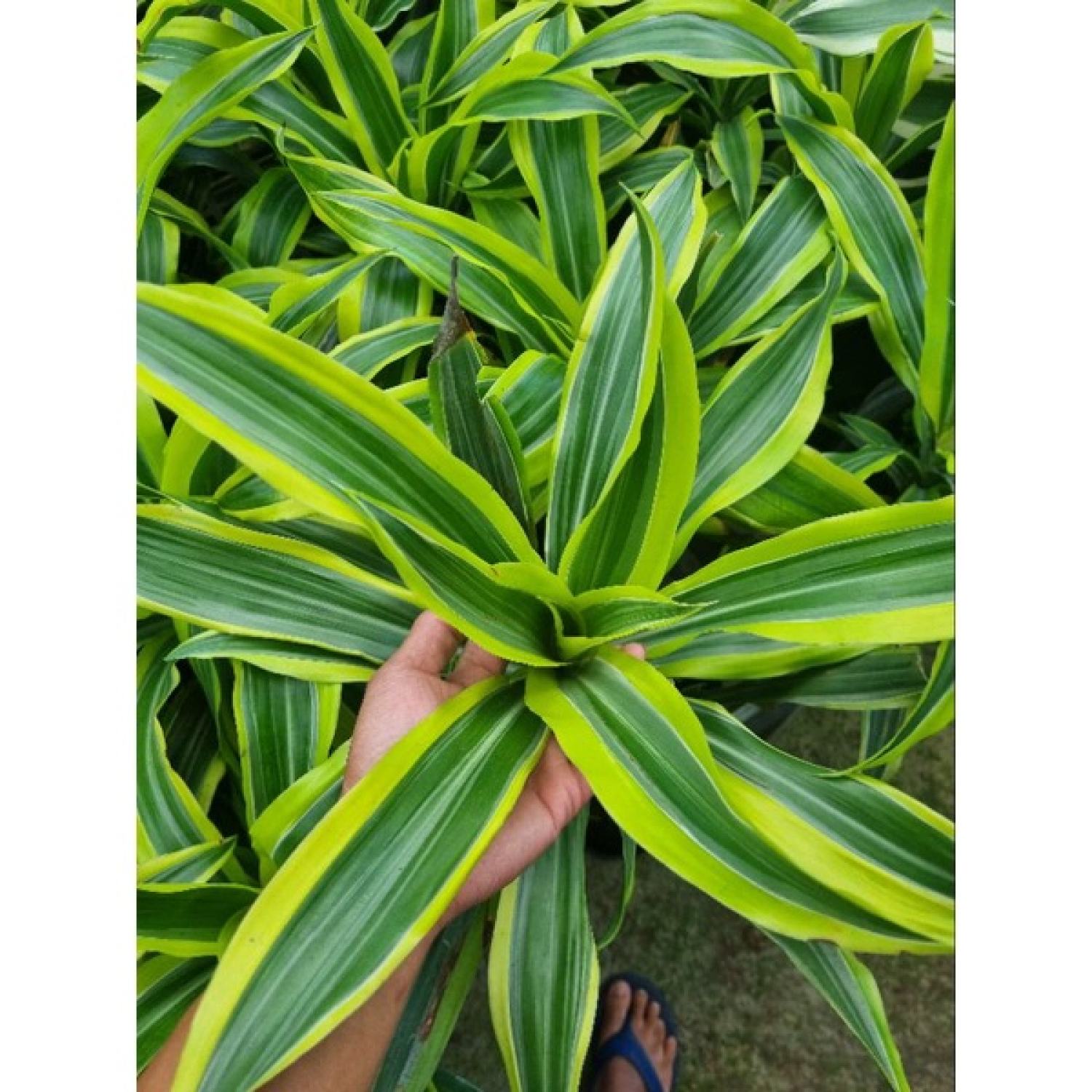 Cây phát tài Mỹ