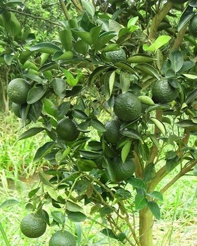 Giống cam sành không hạt LĐ6