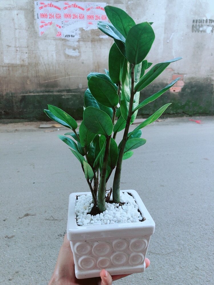 [HCM]Chậu Kim Tiền Thái