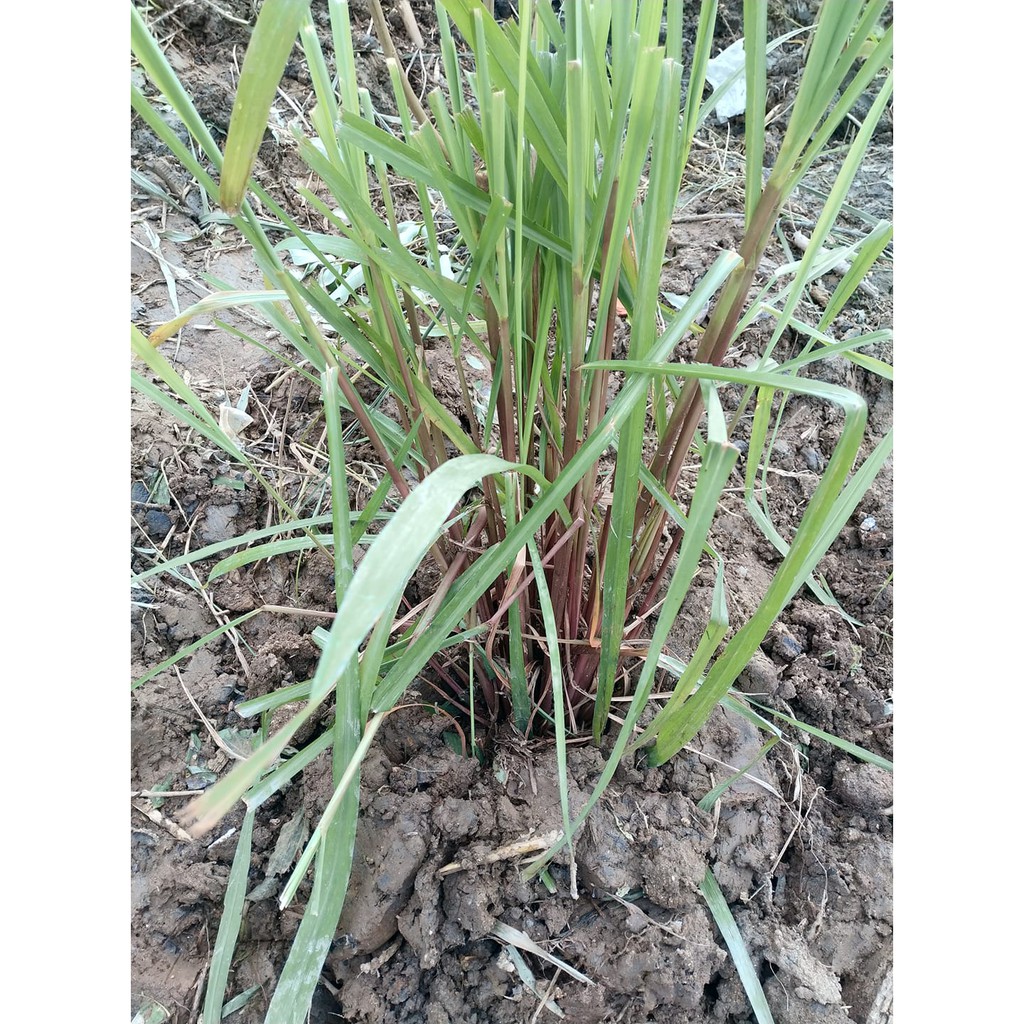 CÂY GIỐNG SẢ TÍM (CITRONELLA) SỨC SỐNG CAO