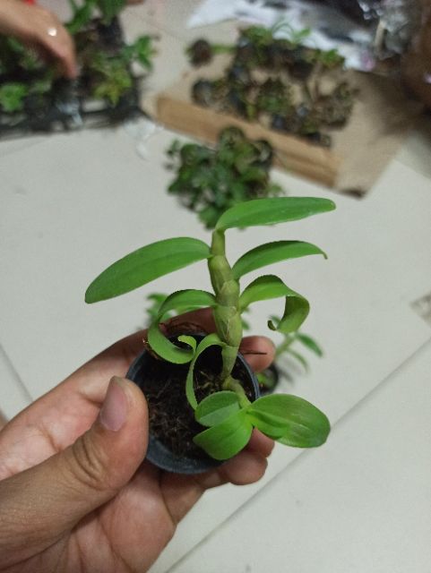 Hoa lan phi điệp chớp Mỹ lai cam kết chất lượng
