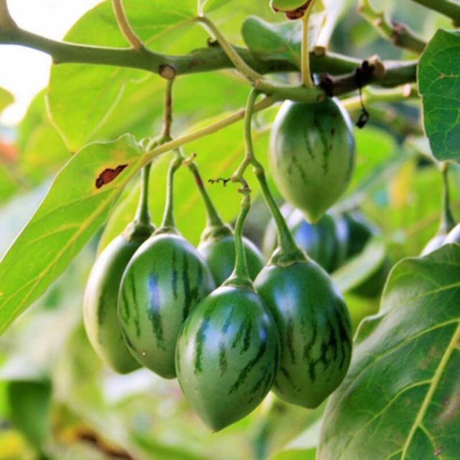 MA222 GÓI Hạt Giống Cà Chua Thân Gỗ - 10 Hạt