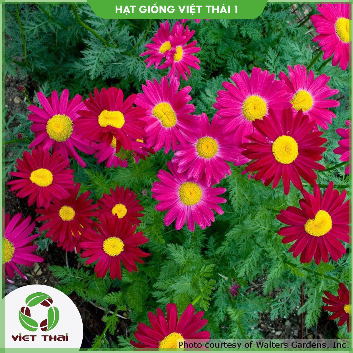 [SALE] Hạt giống hoa Cúc Thơm (Cúc Đuổi Muỗi) TN - HGVT1
