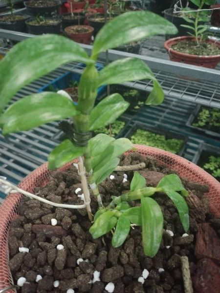 Hoa phong lan phi điệp - 6 mắt thái bình( cây cao 15cm )