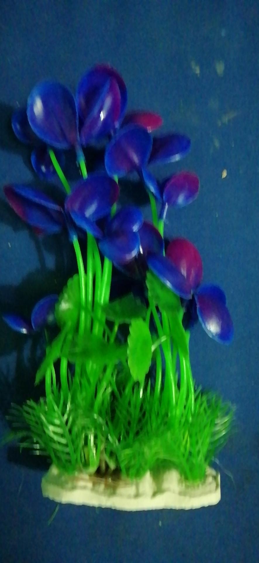 Cây Cỏ hoa trang trí bể cá nhiều màu 20cm
