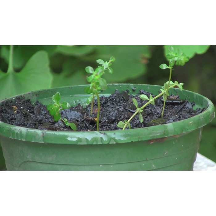 MA48B GÓI 10 Hạt Giống Cỏ Xạ Hương Thyme