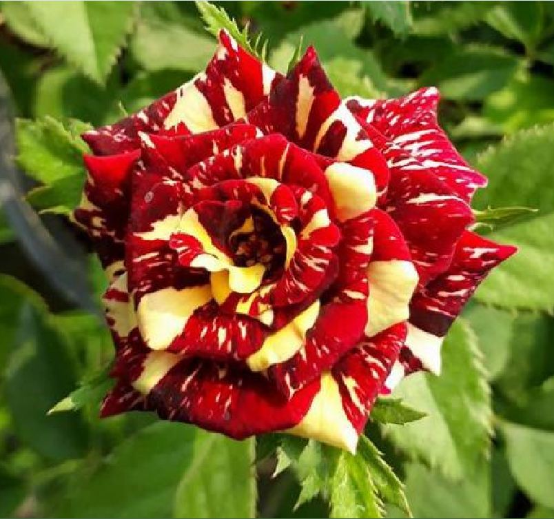 "Gói 20 Hạt " Hạt giống hoa hồng nhiều màu ( hồng cầu vòng )
