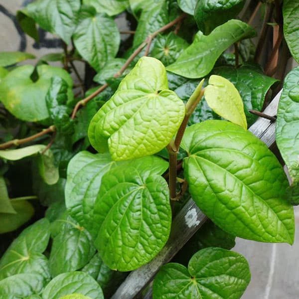 Trầu Không -  Cây Cảnh thân khá nhẵn, dẻo dai, có nhiều đốt. Từ các đốt ấy lại mọc ra những rễ nhỏ, do đó loài cây này có khả năng leo bám rất tốt