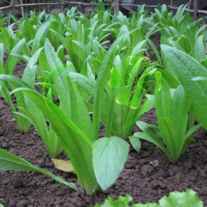Hạt giống rau cải NHÍP - gói 10 gram