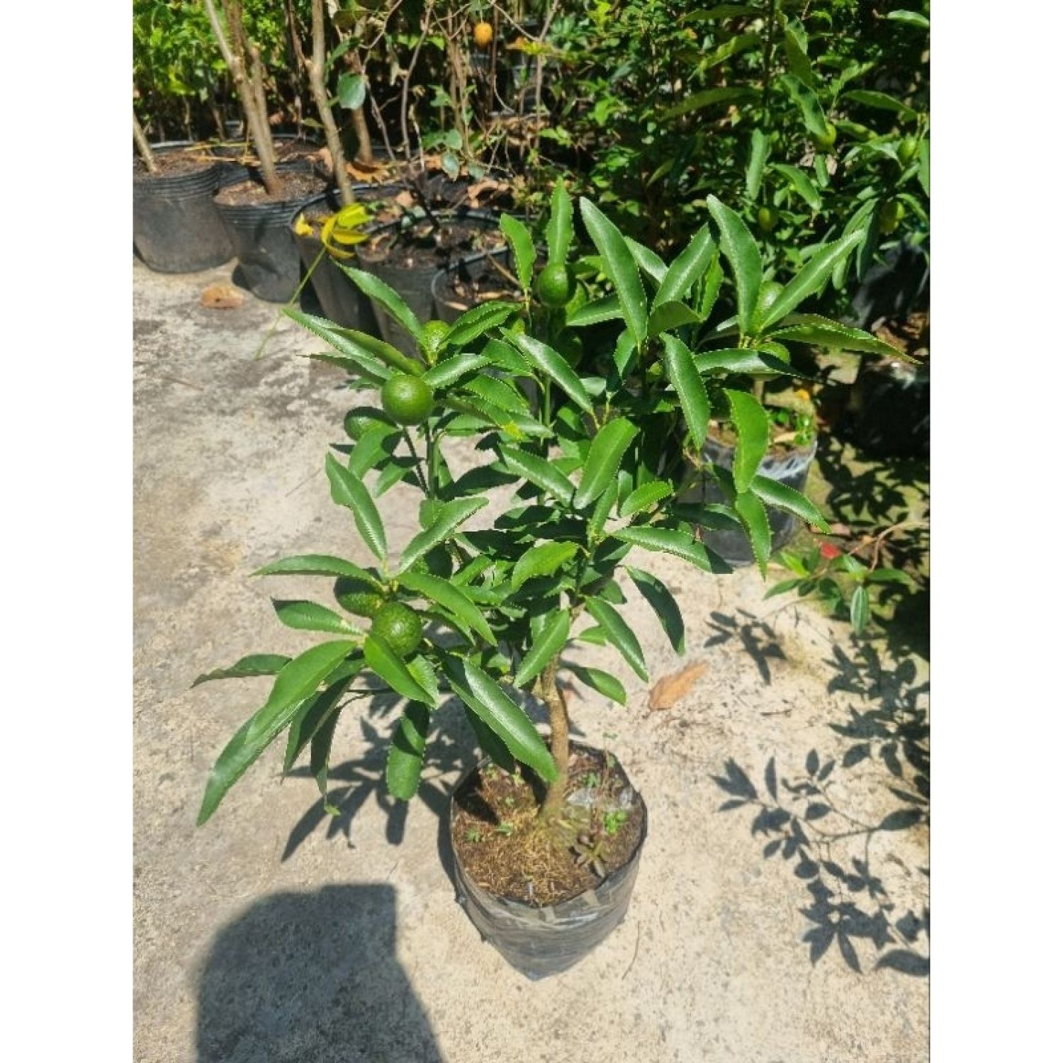 Cây tắc ngọt Thái Lan - Tắc vỏ ngọt