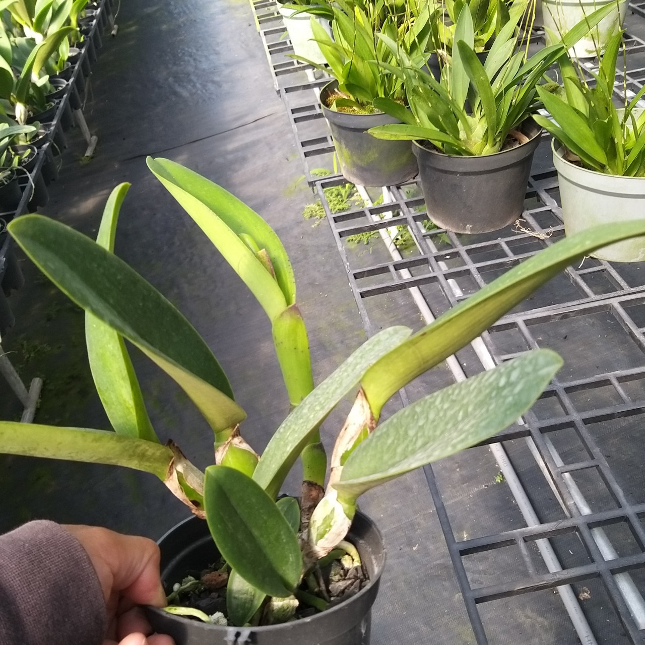 CATTLEYA chậu trưởng thành chưa nụ