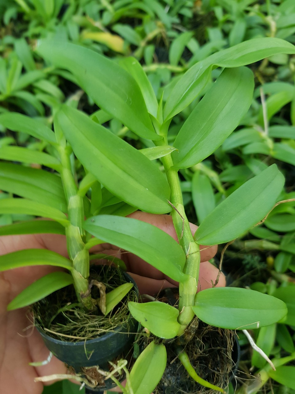 5ct ho gieo hạt