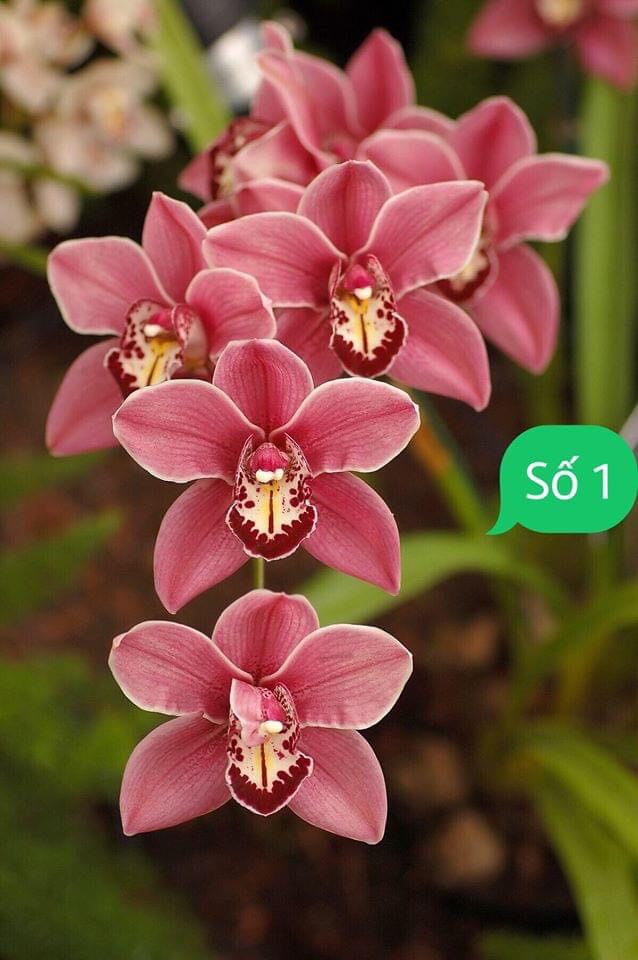 Hoa phong lan, lan hoa lan kiếm đỏ thái lan