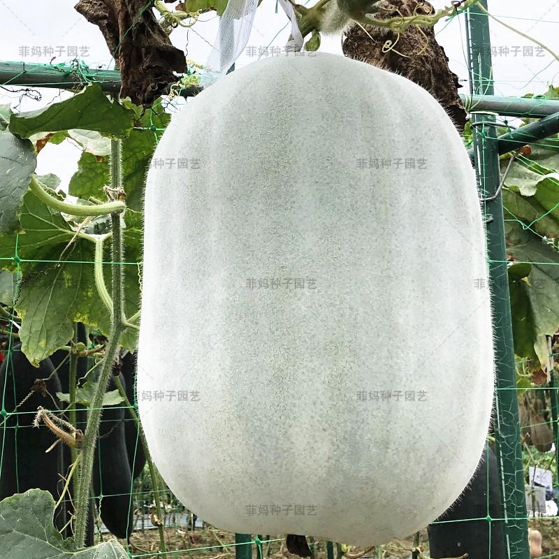 [HCM]Hạt giống bí da trắng (Đông qua phấn trắng) cao cấp nhập khẩu Đài Loan