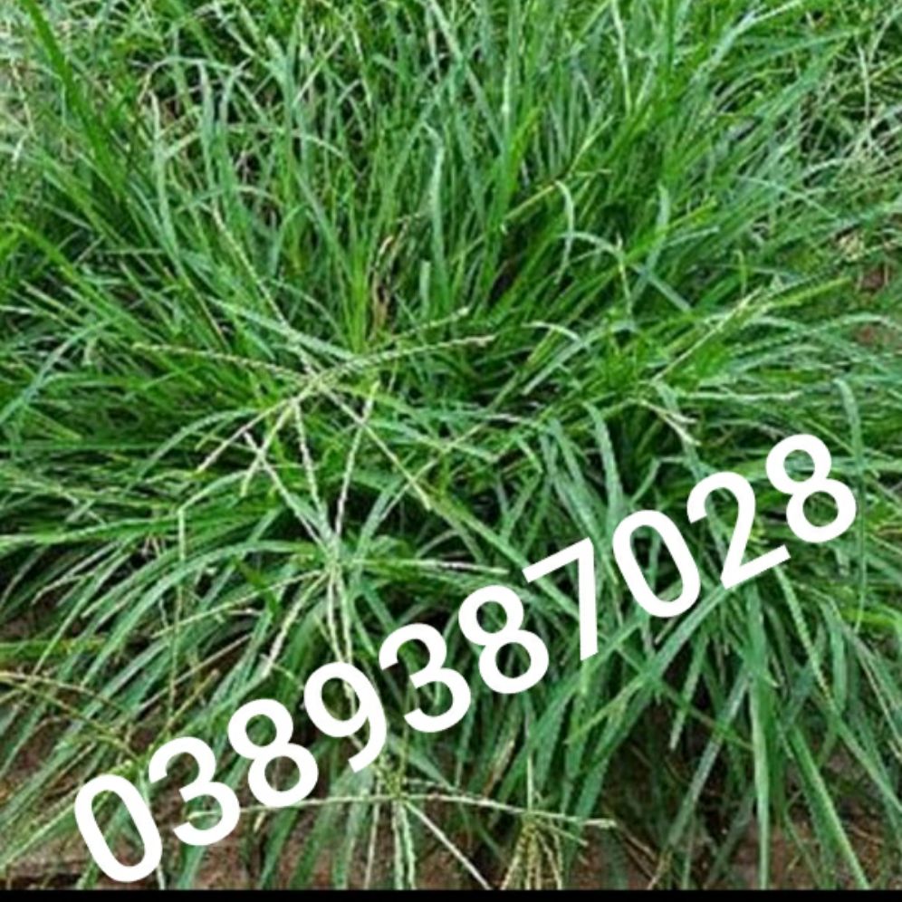 cỏ mần trầu,1kg