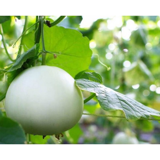 Hạt giống dưa lê bạch tuyết -  gói 20 hạt
