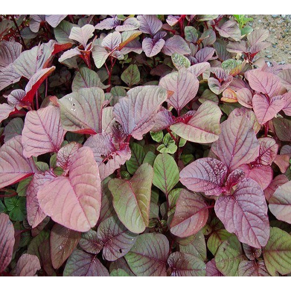 [HCM][Rau Củ Quả] - Gói 20g hạt giống rau dền đỏ - Nanuseeds