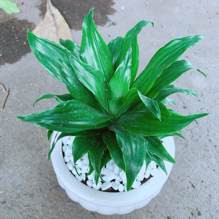 Chậu cây phát tài