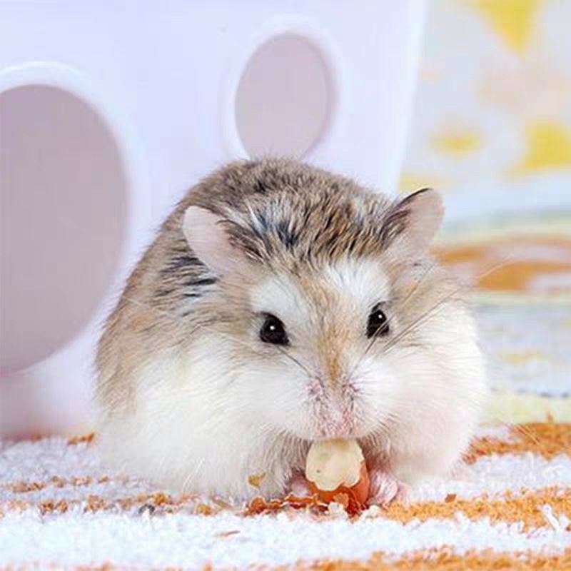 Phô mai cho Hamster - Drop sữa