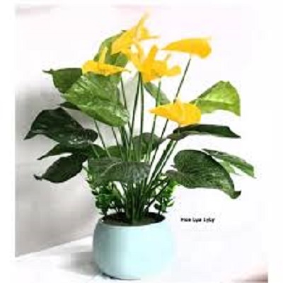 Chậu cây hồng môn
