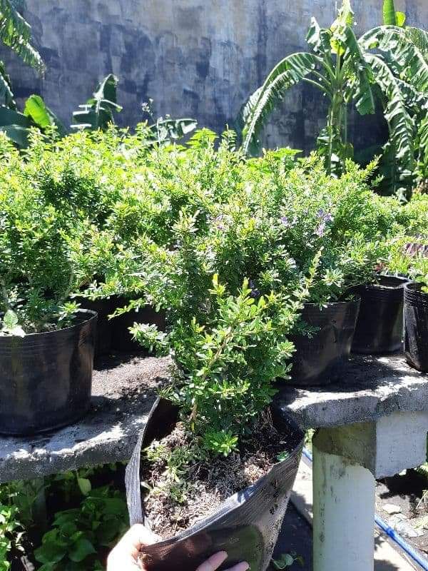 cây linh sam86 siêng bông, BÔNG TÍM THAN