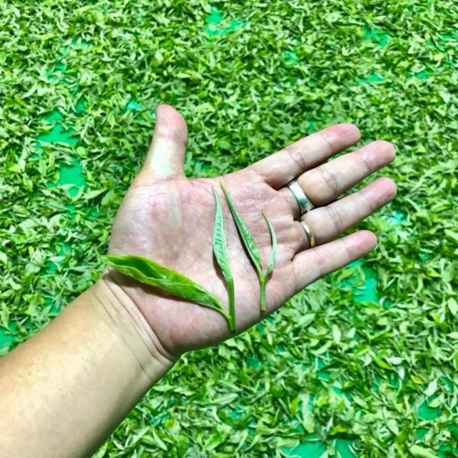 Trà Shan Tuyết-  Đặc sản Giàng A 100g