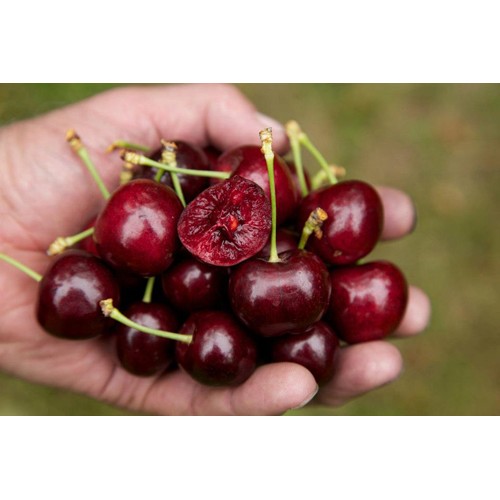 HẠT GIỐNG QUẢ CHERY (ANH ĐÀO) - 10 hạt
