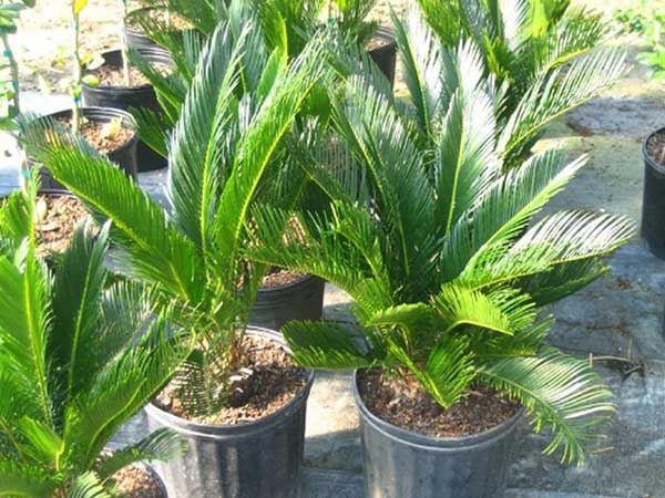 Cây Vạn Tuế nhỏ như ảnh 1 ( ảnh đại diên)